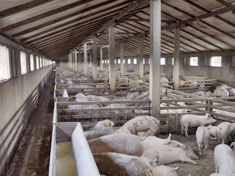 規(guī)模養殖場怎樣做好消毒工作